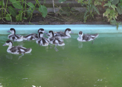 De sju gravandsungarna i sin uppväxtbassäng.