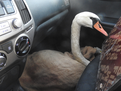 Knölsvan packad för transport.