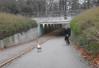En vilsen ungsvan i Malmö.