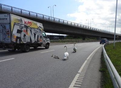 Svanfamiljen på Västkustvägen.