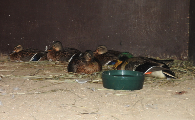 De fem gräsänderna som klarade sig.