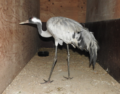 Tranan kunde stå dag ett, men dog dag två.