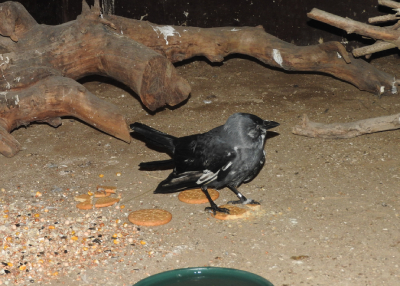 Den drygt 19-åriga kajan sitter kvar på obestämd tid.