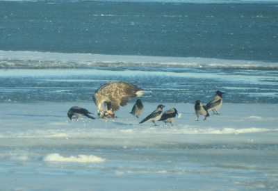 Både influensan och vintern innebär död åt vissa och mat åt andra. Här äter en havsörn vitkindad gås.