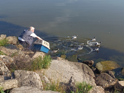 Gravandsungarna släpps fria.