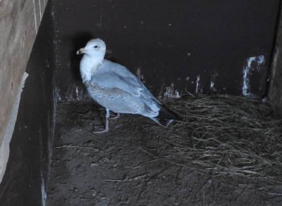 Gråtruten som nyktrade till.