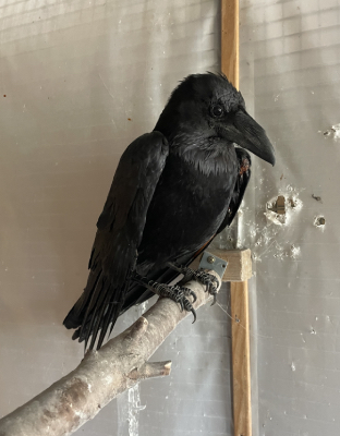 Korpen från Hyltarp. Brita Berbig.