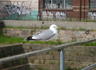 En av Malmös fiskmåsar – en oskadad sådan!