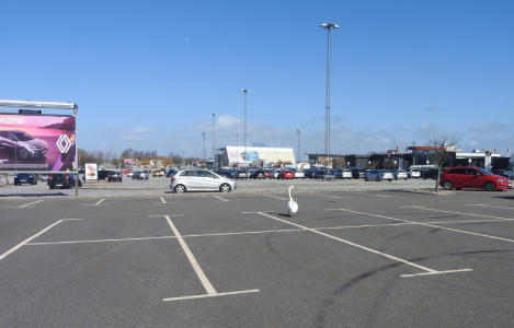 En av de nödlandade svanarna.